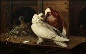 Zátiší s holoubky 