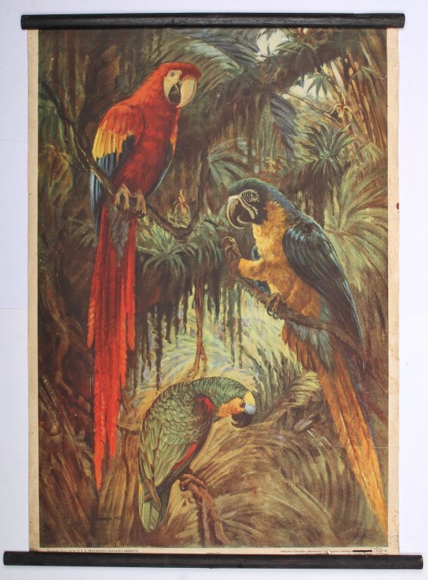 Školní plakát - Papoušci američtí